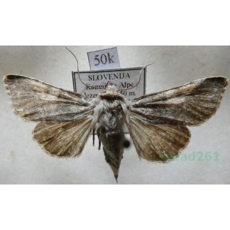 Hadena caesia (Denis & Schiffermüller, 1775) Slovenia50k